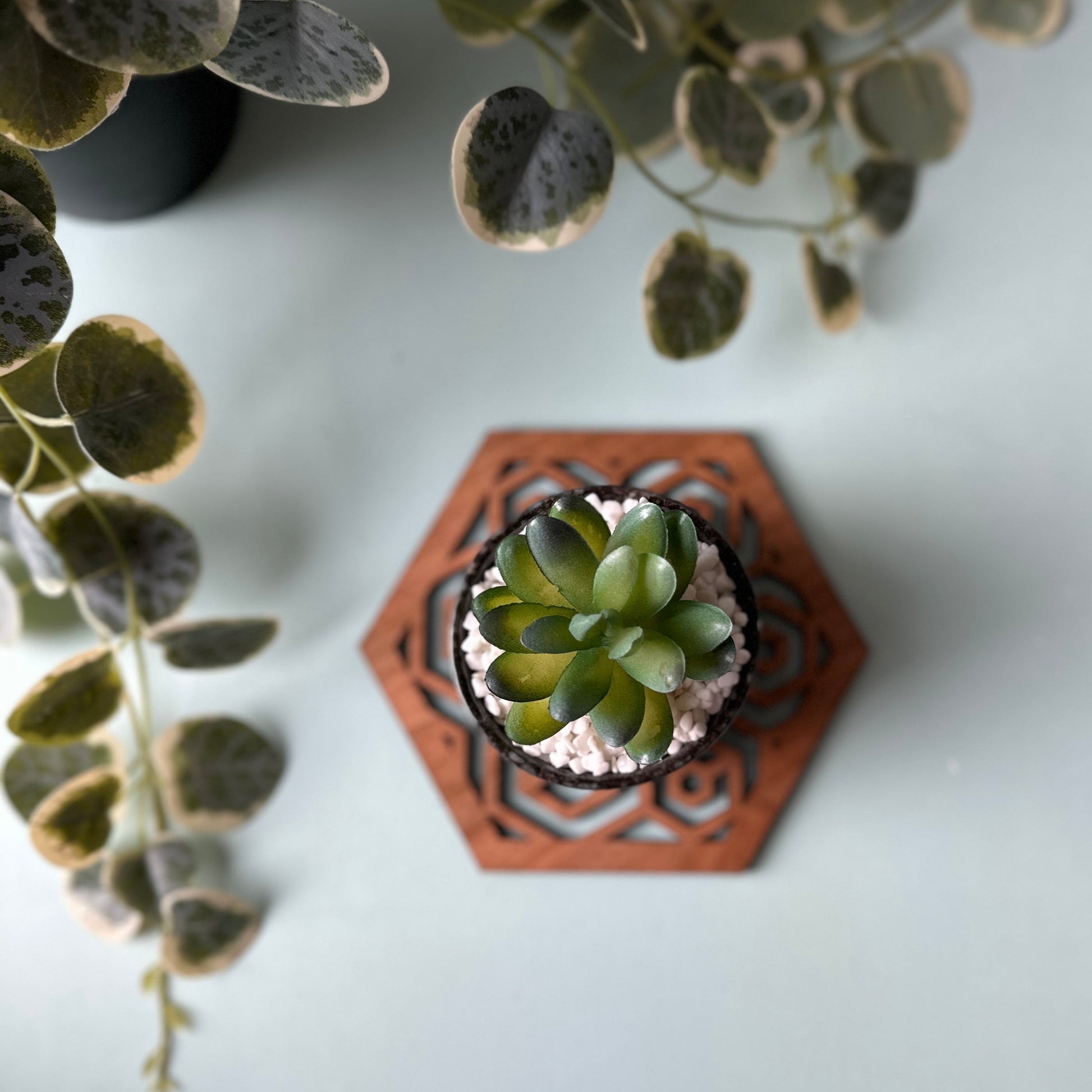 A potted plant on a honeycomb trivet on a light background